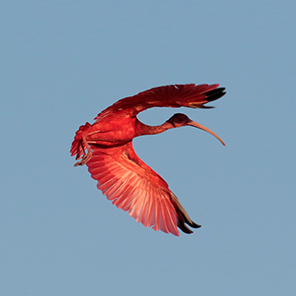 Scarlet Ibis